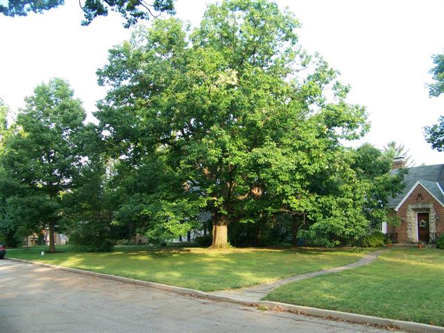 Quercus montana Quercus montana
